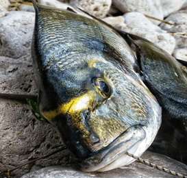 Orata appena pescata poggiata su di uno scoglio!