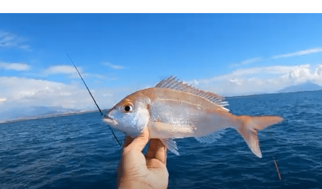 Il Pagello spesso si cattura pescando a Bolentino.