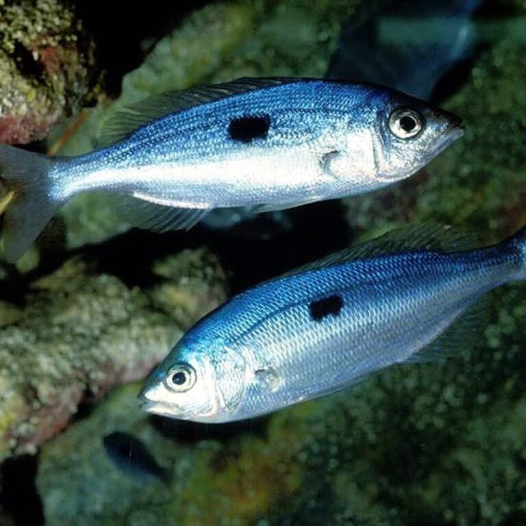 La menola un pesce molto conosciuto nel mediterraneo