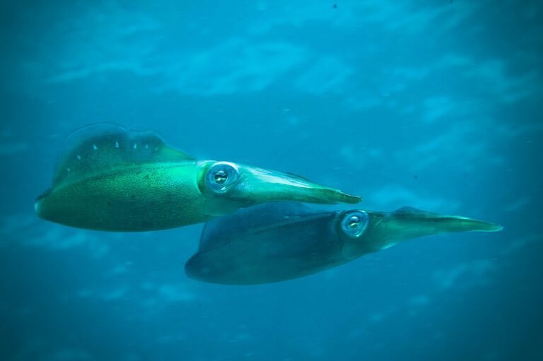 Immagine composita che mostra il Sepioteuthis lessoniana, noto come Calamaro Pinna Lunga o Calamaro del Reef,La sezione inferiore mostra due esemplari e pescato con gli accessori da Eging , con note che evidenziano la specie aliena e la sua consistenza "simile alla seppia".