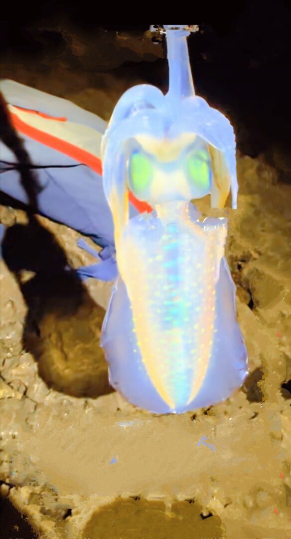 immagine di una cattura di Calamaro del reef catturato a Eging Lampedusa