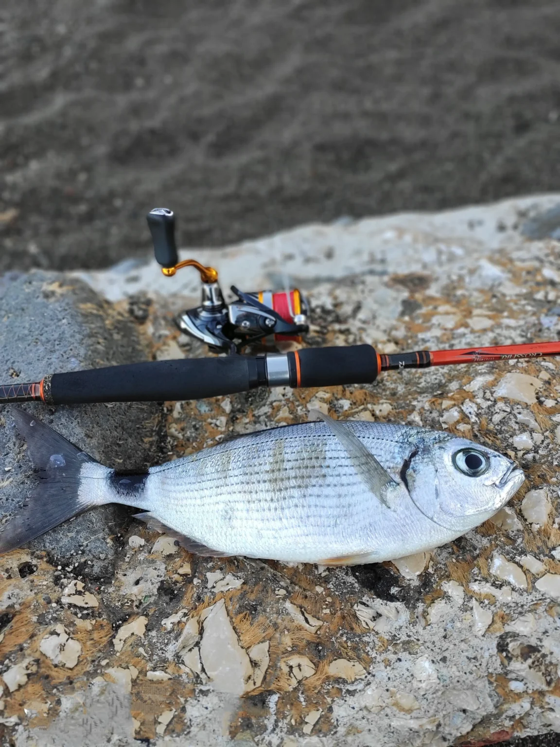 Pesca all'occhiata guida completa